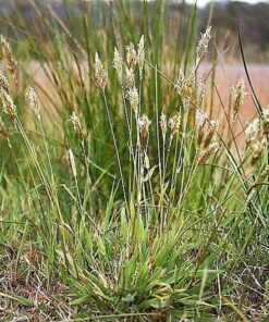 Alternative view of 150 SWEET VERNAL GRASS Sweet Grass Vanilla Grass Anthoxanthum Odoratum Fragrant Vernalgrass Ornamental Craft Seeds