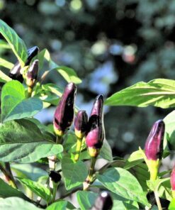 Alternative view of 20 ROYAL BLACK PEPPER Capsicum Annuum Very Hot Chilli Vegetable Seeds