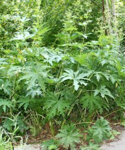 Alternative view of 200 WHITE GLADE MALLOW Napaea Dioica Flower Seeds