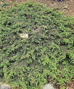 Alternative view of 60 Organic Seeds COMMON JUNIPER (20 Berries) Juniperus Communis Tree Shrub Evergreen Conifer Blue Berry Yellow Flower aka Gin Berry Pine