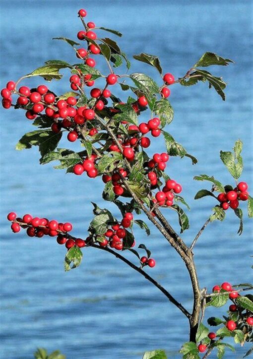 50 WINTERBERRY Holly Ilex Verticillata Candian Holly / Fever Bush / Black Alder Tree Shrub Red Berry White Flower Seeds