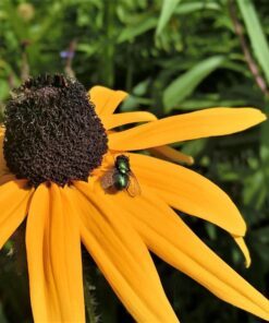 Alternative view of 50 OZARK GOLD CONEFLOWER Echinacea Paradoxa Yellow Bush's Coneflower Flower Seeds