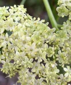 Alternative view of 50 BLUE ELDERBERRY Sambucus Caerulea Arizona Blue Elder Tree Shrub Fruit Berry Seeds