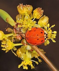 10 SPICEBUSH Wild Allspice Lindera Benzoin Northern Spice Bush Red Berry Yellow Flower Seeds