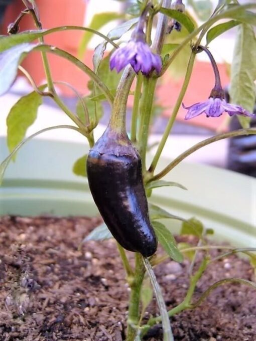 40 Organic PURPLE JALAPENO PEPPER Capsicum Annuum Hot Mexican Chili Vegetable Seeds