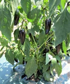 Alternative view of 40 Organic PURPLE JALAPENO PEPPER Capsicum Annuum Hot Mexican Chili Vegetable Seeds