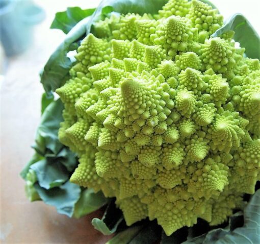 500 ROMANESCO BROCCOLI Broccoflower Roman Cauliflower Pyramid Broccolo Brassica Oleracea Vegetable Seeds