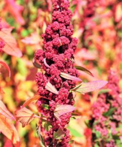 Alternative view of 100 Organic RED HEAD QUINOA Grain Chenopodium Quinoa Pink & Red Heads