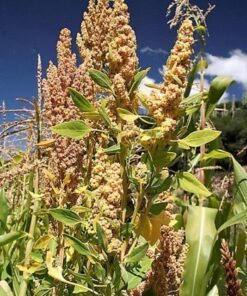 Alternative view of 100 Organic PEPPERMINT QUINOA Grain Chenopodium Quinoa White & Green Heads