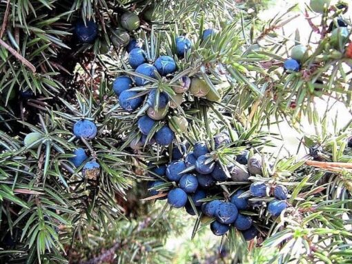 60 Organic Seeds COMMON JUNIPER (20 Berries) Juniperus Communis Tree Shrub Evergreen Conifer Blue Berry Yellow Flower aka Gin Berry Pine