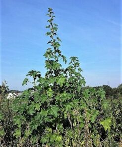 Alternative view of 100 CHINESE MALLOW Malva Verticillata aka Musk or Cluster Mallow White Flower Dong Kui Zi Herb Mauve Frisee Vegetable Seeds
