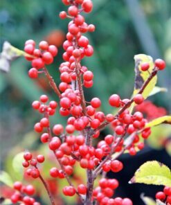 Alternative view of 50 WINTERBERRY Holly Ilex Verticillata Candian Holly / Fever Bush / Black Alder Tree Shrub Red Berry White Flower Seeds