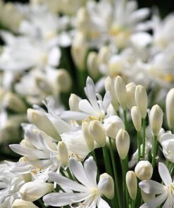 Alternative view of 25 WHITE LILY of the NILE Agapanthus Orientalis African Lily Flower Seeds