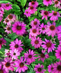Alternative view of 25 BRIGHT STAR CONEFLOWER Echinacea Purpurea Lavender Bright Rose Pink Flower Seeds
