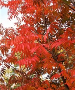 Alternative view of 25 Chinese PISTACHIO Pistacia Chinensis Pistache Pistach Yellow Orange Red in Fall Mastic Tree Seeds