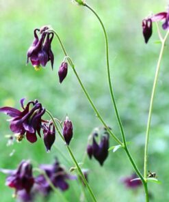 Alternative view of 20 BLACK COLUMBINE Dark Columbine Aquilegia Atrata Deep Purple Flower Seeds