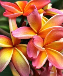 Alternative view of 10 MIXED COLORS PLUMERIA Seeds Lei Flower Frangipani Mix Fragrant Shrub Small Tree Pink Red Yellow White Peach Two Tone Flat