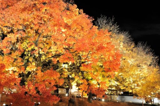 25 Chinese PISTACHIO Pistacia Chinensis Pistache Pistach Yellow Orange Red in Fall Mastic Tree Seeds