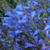 15+ Penstemon Electric Blue Seeds – First-Year Bloom Perennial, Hummingbird Magnet, Electric Blue Flowers, Low Maintenance, Full Sun, Zones 6-9