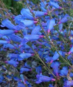 15+ Penstemon Electric Blue Seeds – First-Year Bloom Perennial, Hummingbird Magnet, Electric Blue Flowers, Low Maintenance, Full Sun, Zones 6-9