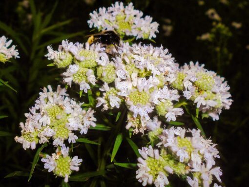 500 VIRGINIA MINT Pycnanthemum Virginianum Mountainmint Native White Flower Herb Seeds