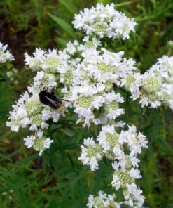 Alternative view of 500 VIRGINIA MINT Pycnanthemum Virginianum Mountainmint Native White Flower Herb Seeds