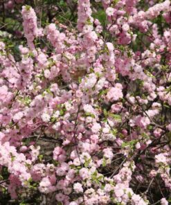 Alternative view of 10 FLOWERING ALMOND Prunus Triloba aka Flowering Plum & Rose Tree Fragrant Double Pink Flower Shrub Seeds