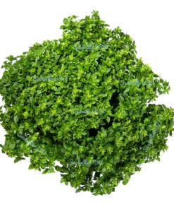 Alternative view of 500 DWARF GREEK BASIL Ocimum Basilicum Fragrant Spicy Small Bright Green Leaf Herb Seeds