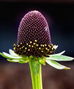 Alternative view of 30 WESTERN CONEFLOWER Rudbeckia Occidentalis Green Wizard aka Rayless Naked Chocolate Black Flower Herb Seeds