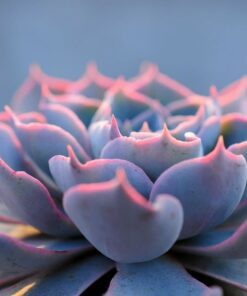 Alternative view of Echeveria Peacockii Succulent Seeds - 80+ Seeds for Indoor Hardy Houseplant – Blue-Gray Rosettes, Purple Flowers, Low-Maintenance