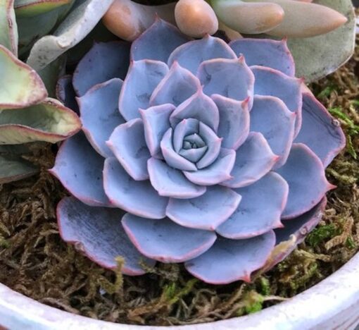 Echeveria Peacockii Succulent Seeds - 80+ Seeds for Indoor Hardy Houseplant – Blue-Gray Rosettes, Purple Flowers, Low-Maintenance