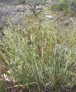 Alternative view of 500 INDIAN RICEGRASS Nezpar Oryzopsis Hymenoides Stipa Sand Rice Grass Millet Grain Seeds