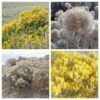 100 Rubber Rabbitbrush Seeds - Ericameria Nauseosa Desert Shrub - Yellow Flowers, Drought-Tolerant Native Plant for Dry Landscapes