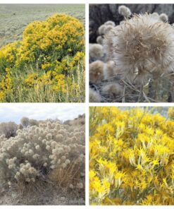 100 Rubber Rabbitbrush Seeds - Ericameria Nauseosa Desert Shrub - Yellow Flowers, Drought-Tolerant Native Plant for Dry Landscapes
