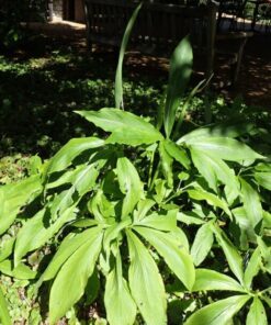 Alternative view of 10 Fan