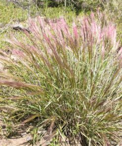 Alternative view of 300 Bottlebrush SQUIRRELTAIL RYE GRASS Elymus Elymoides syn Sitanion Hystrix Red Plume Squirrel Tail Ornamental Seeds