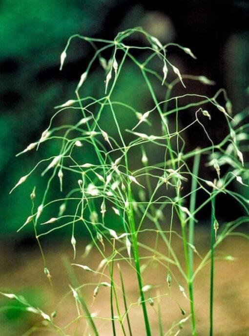 500 INDIAN RICEGRASS Nezpar Oryzopsis Hymenoides Stipa Sand Rice Grass Millet Grain Seeds