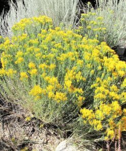 Alternative view of 100 Rubber Rabbitbrush Seeds - Ericameria Nauseosa Desert Shrub - Yellow Flowers, Drought-Tolerant Native Plant for Dry Landscapes