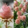 20+ Geum Prairie Smoke Seeds – Deer-Resistant Native Perennial, Unique Cherry Drops, Zones 3-7, Sun or Partial Sun