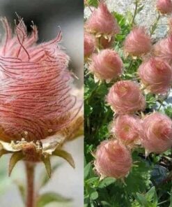 20+ Geum Prairie Smoke Seeds – Deer-Resistant Native Perennial, Unique Cherry Drops, Zones 3-7, Sun or Partial Sun