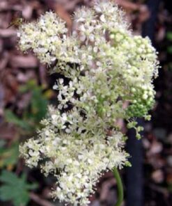 Alternative view of 20 QUEEN of the MEADOW Filipendula Ulmaria Meadowsweet Native Prairie Fragrant White Flower Seeds
