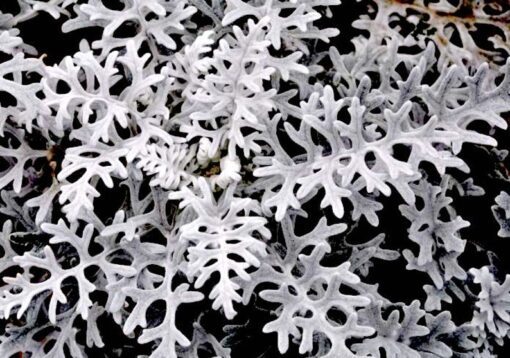 120+ Dusty Miller Silverdust Seeds – Drought-Resistant, Perennial or Annual, Velvety Foliage, Low Maintenance, Perfect for Borders