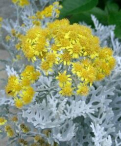 Alternative view of 120+ Dusty Miller Silverdust Seeds – Drought-Resistant, Perennial or Annual, Velvety Foliage, Low Maintenance, Perfect for Borders