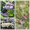 5 Beach Plum Seeds – Prunus Maritima, Native Edible Shrub with White Flowers, Coastal Tolerant, Zones 3-8