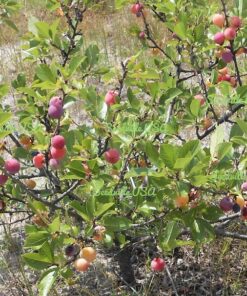 Alternative view of 5 Beach Plum Seeds – Prunus Maritima, Native Edible Shrub with White Flowers, Coastal Tolerant, Zones 3-8