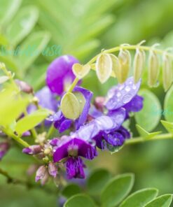 Alternative view of 100 SLENDER BUSH CLOVER Lespedeza Virginica Bushclover Native Shrub Pink Purple Flower Legume Seeds