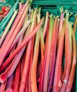 Alternative view of 500 Organic REDVENTURE CELERY Apium Graveolens Herb Vegetable Seeds Stalk Red