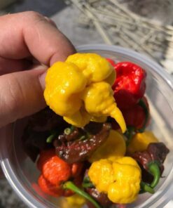 Alternative view of 10 Yellow CAROLINA REAPER PEPPER World's Hottest Capsicum Chinense Hot Chili Vegetable Seeds