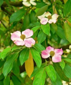 5 PINK DOGWOOD Tree Cornus Capitata Angustata Kousa Ornamental Flowering Tree Seeds