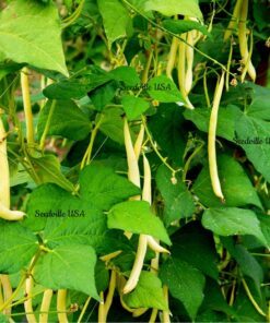 Alternative view of 50 Yellow CHEROKEE WAX BEAN Bush Aas Winner Phaseolus Vulgaris Seeds